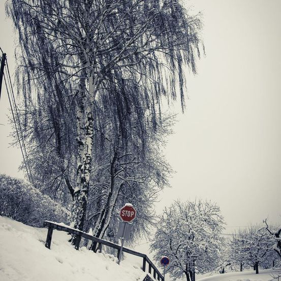 Ein Stoppschild steht neben einem schneebedeckten Birkenbaum auf einer winterlichen Straße, mit einem Holzzaun und schneebedeckten Bäumen.