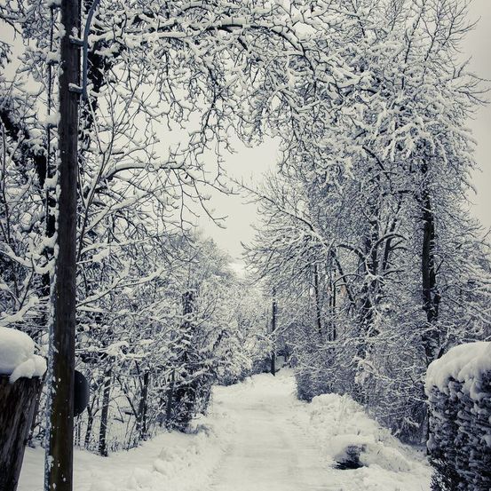 Ein verschneiter Weg gesäumt von Bäumen und Büschen, bedeckt mit weißem Schnee, mit einem Pfosten links und einem klaren Himmel darüber.