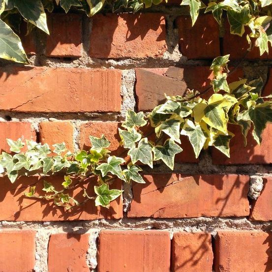 Eine Nahaufnahme einer roten Ziegelmauer mit Efeublättern, die darauf wachsen. Die Efeublätter sind grün und gelb und wachsen in einem Muster auf der Mauer.