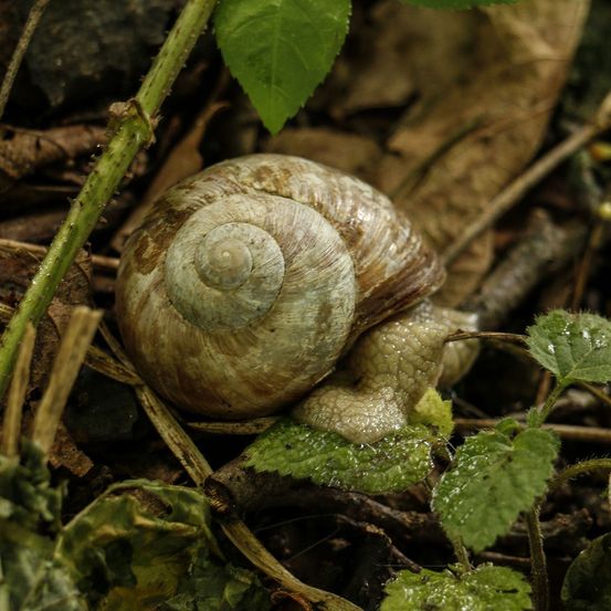 Eine Schnecke kriecht auf dem Boden, umgeben von Blättern und kleinen Pflanzen. Die Schnecke hat eine spiralförmige Schale und bewegt sich langsam.