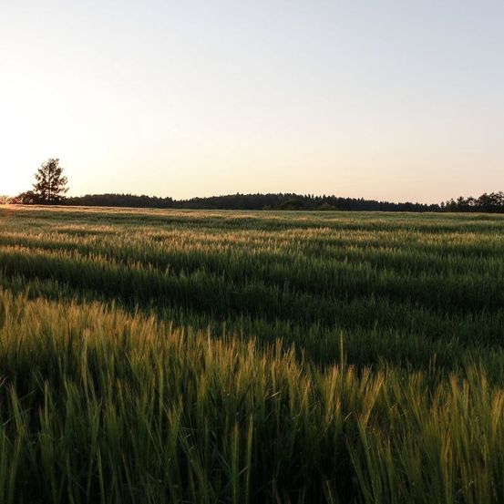 Ein weitläufiges grünes Feld mit einem einzelnen Baum im Hintergrund. Die Sonne geht in der Ferne unter und taucht die Landschaft in ein warmes Licht.
