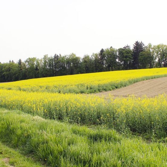 Ein riesiges Feld voller gelber Blumen, umgeben von grünem Gras und Bäumen, mit einem kleinen Pfad im Vordergrund.