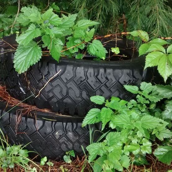 Zwei alte Reifen sind in einem bewaldeten Gebiet übereinander gestapelt, umgeben von grünen Pflanzen und Blättern.