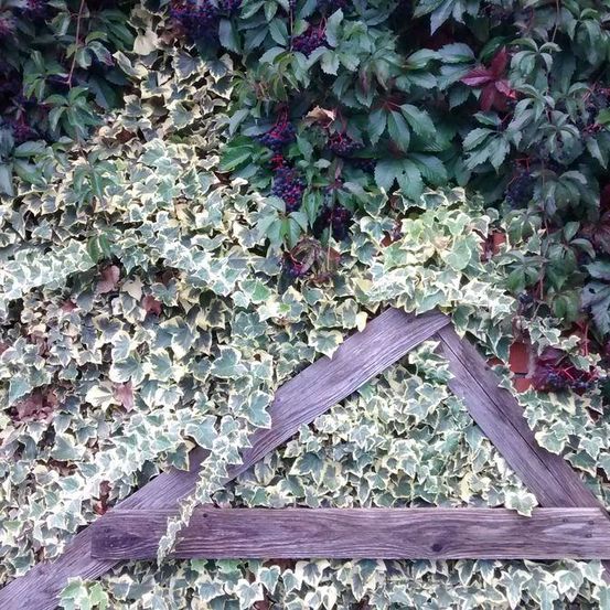 Eine Wand, die mit Efeu und anderen Kletterpflanzen bedeckt ist, wobei einige Blätter braun werden und lila Beeren vorhanden sind. Ein Holzrahmen ist teilweise in der Grünfläche vergraben.