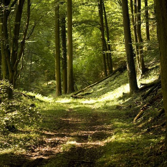 Ein üppiger Wald mit hohen Bäumen und einem Pfad des Sonnenlichts auf dem Boden. Die Bäume sind dicht, und der Pfad ist schmal.