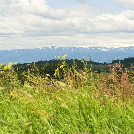 Ein landschaftlicher Blick auf ein üppiges grünes Feld mit gelben Blumen, umgeben von Bäumen und Bergen unter einem teilweise bewölkten Himmel.