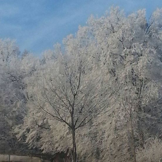 Ein Wald mit Bäumen, die mit Reif bedeckt sind, unter einem klaren blauen Himmel. Die Äste sind kahl und die Bäume stehen hoch.