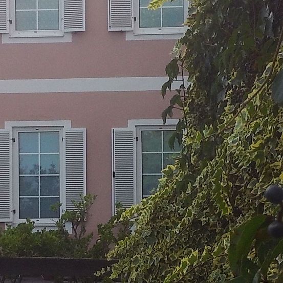 Eine Nahaufnahme eines rosa Gebäudes mit Glasfenstern und weißen Fensterläden. Auf der rechten Seite des Gebäudes wachsen grüne Pflanzen mit Beeren.