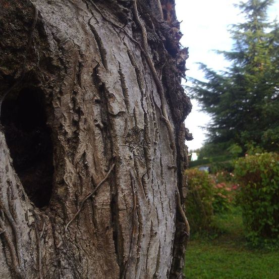 Ein Nahaufnahme eines Baumstamms mit einem Loch darin, umgeben von Gras und Büschen. Der Stamm hat eine raue Textur und einige Wurzeln. Im Hintergrund steht eine hohe Kiefer.