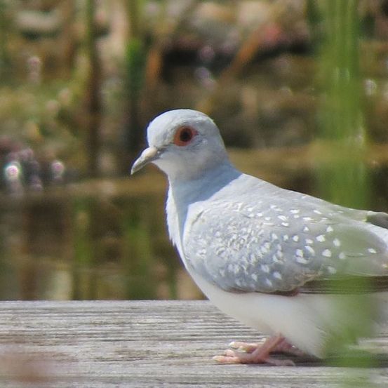 Eine Nahaufnahme einer Taube mit weißem Körper, grauen Flügeln und einem rosafarbenen Schnabel, die auf einer Holzoberfläche sitzt.