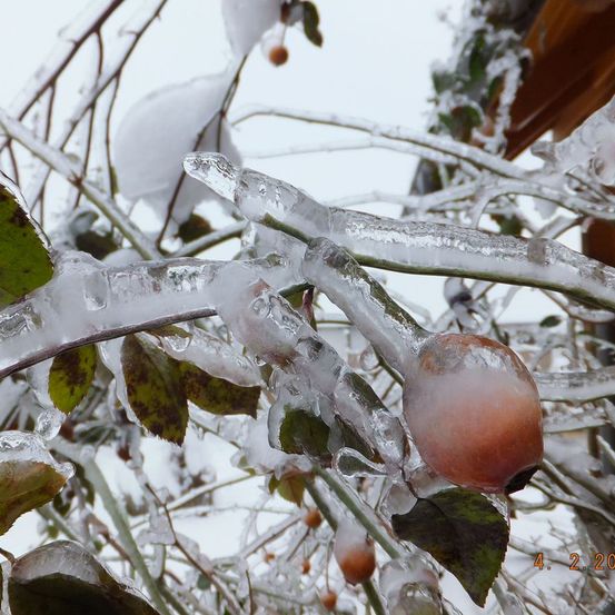 Eine Nahaufnahme eines Baumzweigs, der mit Schnee und Eis bedeckt ist, wobei eine kleine Apfelfrucht noch daran hängt. Der Baum scheint sich in der Wintersaison zu befinden.