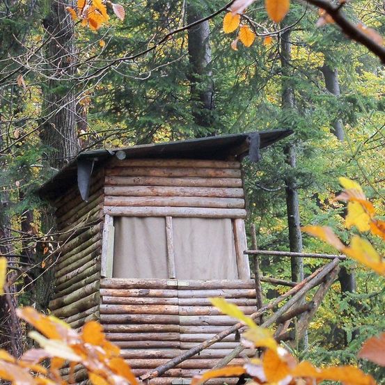Eine Holzhütte steht im Herzen eines dichten Waldes, umgeben von hohen Bäumen und Laub. Die Hütte hat ein geneigtes Dach, ein Fenster und eine hölzerne Treppe, die zu ihr hinaufführt.