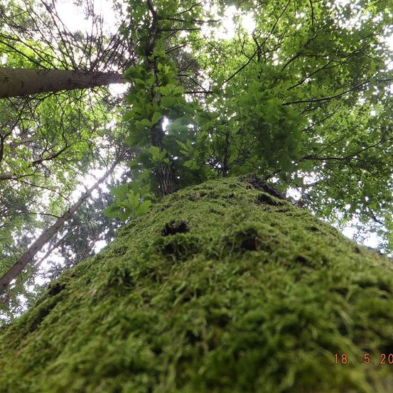 Eine Nahaufnahme eines mit Moos bedeckten Baumstamms, von unten aufgenommen. Das Datum und die Uhrzeit '18. 5. 20' sind in der Ecke zu sehen.