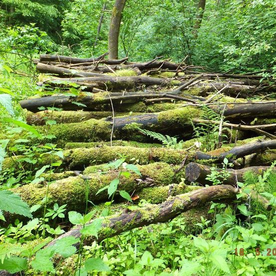 Ein dichter Wald mit umgestürzten Baumstämmen, die mit Moos und grünen Pflanzen bedeckt sind. Die Stämme sind in Reihen angeordnet, möglicherweise als Ergebnis von Abholzung. Das Gebiet ist von üppiger Vegetation umgeben.