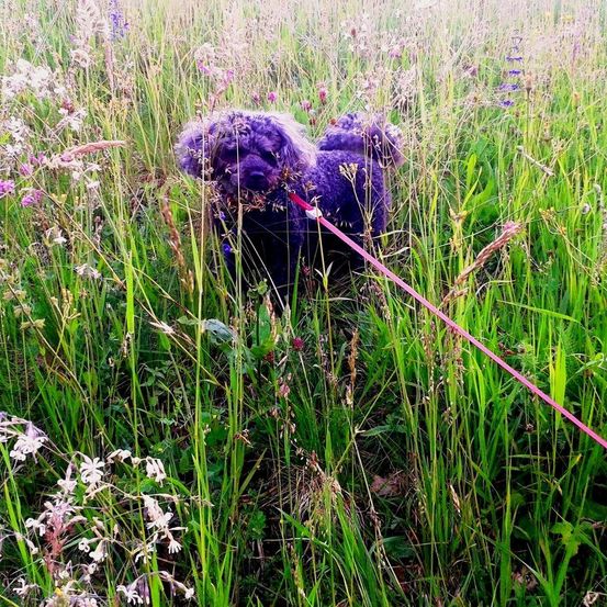 Ein dunkler Pudel an der Leine steht in hohem Gras und riecht an Blumen.
