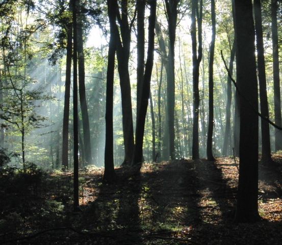 Ein dichter Wald mit Sonnenlicht, das durch die Bäume fällt und lange Schatten auf den Waldboden wirft.