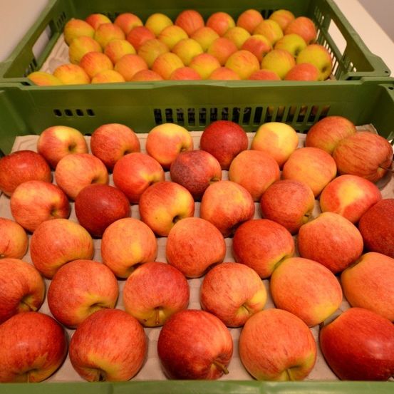 Mehrere Kisten gefüllt mit roten und gelben Äpfeln, ordentlich in Reihen angeordnet, wobei einige Äpfel Anzeichen von Quetschungen aufweisen.