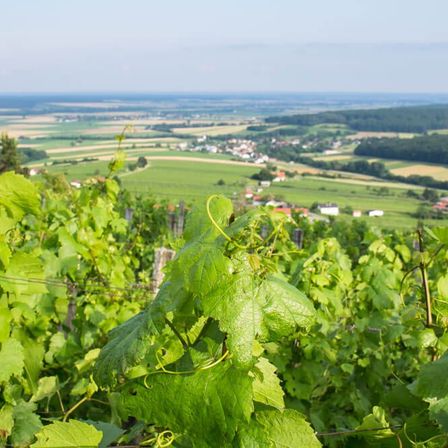 Ein Weinberg mit grünen Blättern und einem Blick auf ein Dorf in der Ferne, umgeben von üppigen grünen Feldern und sanften Hügeln.
