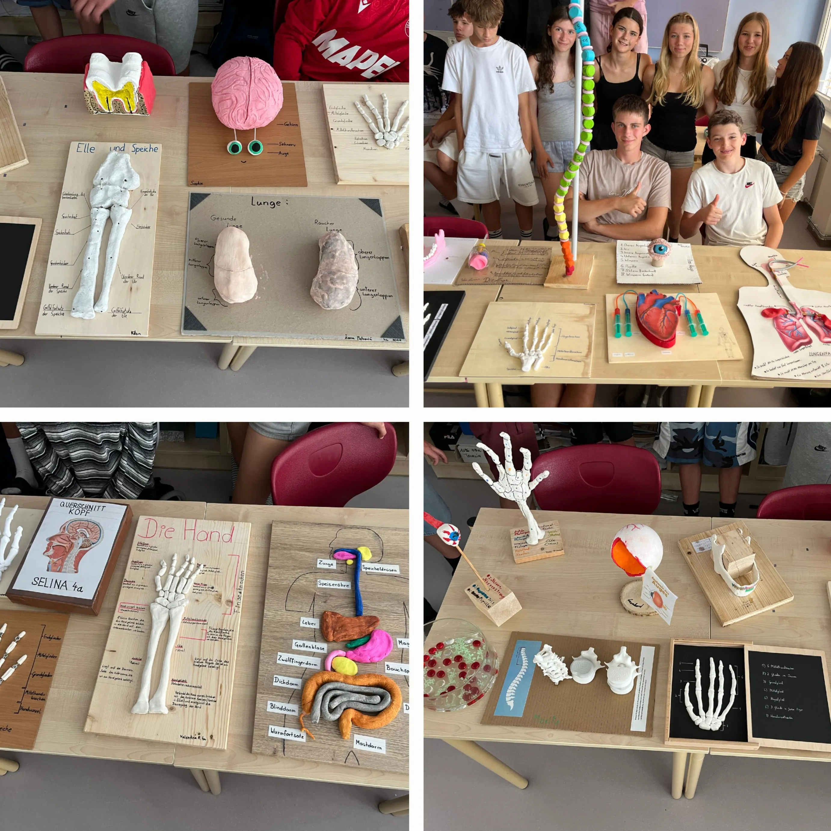 Vier Bilder zeigen eine Gruppe von Schülern um Tische mit Anatomiemodellen. Jeder Tisch hat verschiedene anatomische Teile wie Gehirn, Lunge und Wirbelsäule. Die Modelle sind aus Ton und Karton mit Beschriftungen. Die Schüler interagieren mit den Modellen und posieren für Fotos.