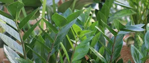 Eine Nahaufnahme einer Pflanze mit zahlreichen grünen, herzförmigen Blättern und schlanken Stielen. Die Blätter sind leuchtend und glänzend.