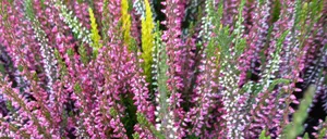 Eine Nahaufnahme einer Vielzahl von Blumen, hauptsächlich in Rosatönen, mit etwas gelben und grünen Blättern sichtbar.