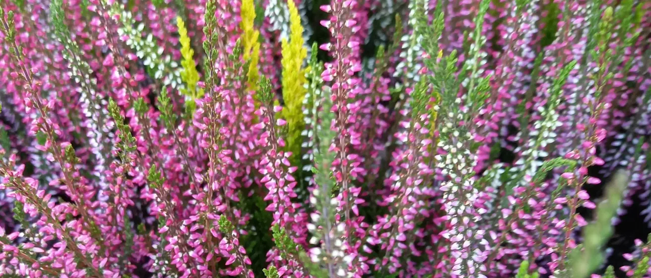 Eine Nahaufnahme einer Vielzahl von Blumen, hauptsächlich in Rosatönen, mit etwas gelben und grünen Blättern sichtbar.
