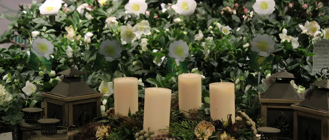 Ein Kranz mit fünf weißen Kerzen steht auf einem Tisch, umgeben von weißen Blumen und Grün. Laternen flankieren den Kranz und schaffen eine festliche und gemütliche Atmosphäre.