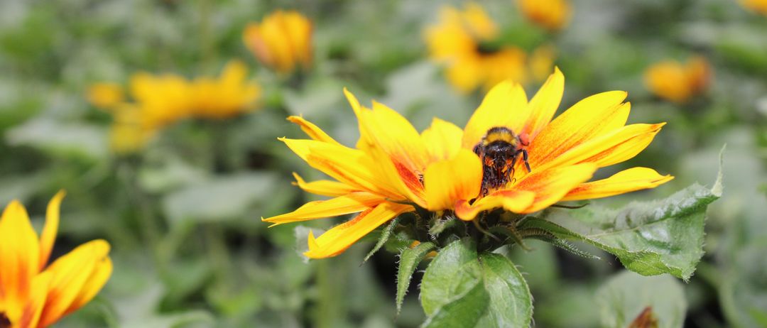 Ein Hummel sitzt auf einer leuchtend gelben Blume mit grünen Blättern. Der Hintergrund ist unscharf mit weiteren Blumen.