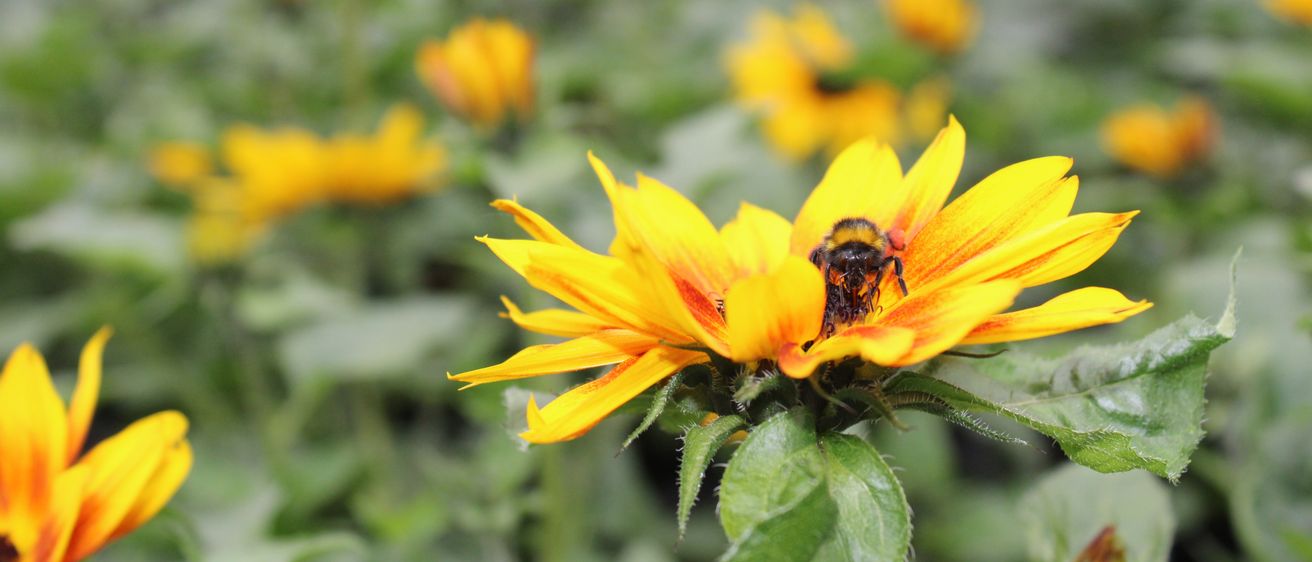 Ein Hummel sitzt auf einer leuchtend gelben Blume mit grünen Blättern. Der Hintergrund ist unscharf mit weiteren Blumen.