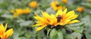 A bumblebee sits on a bright yellow flower with green leaves. The background is blurry with more flowers.