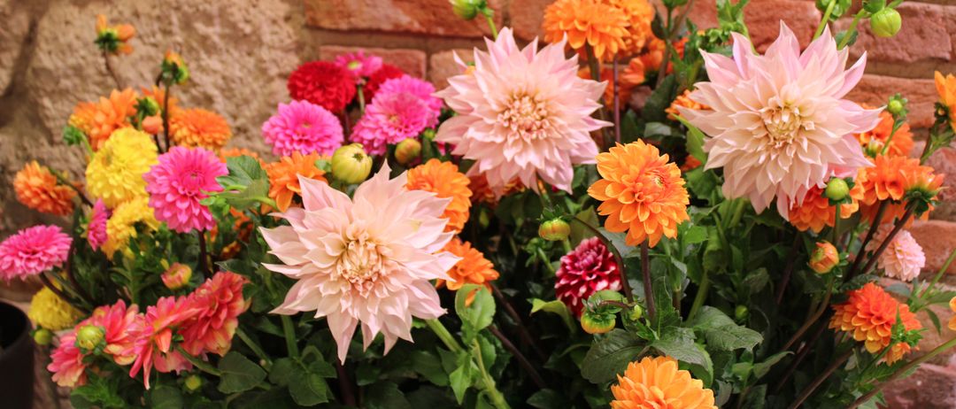 Eine Nahaufnahme eines Straußes mit rosa und orangefarbenen Dahlien mit grünen Blättern vor einer Backsteinwand.