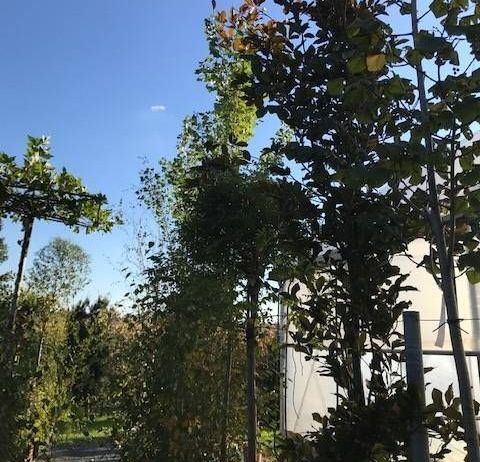 v1_migrated_image_69595467