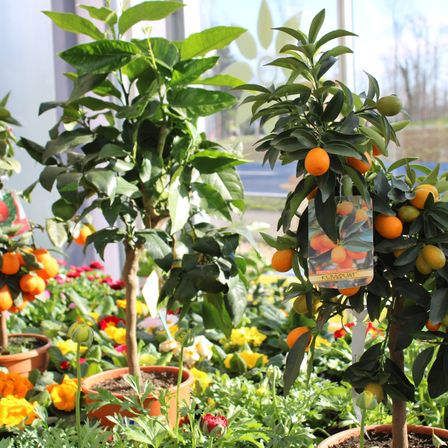 Ein Topforangenbaum mit Orangenfrüchten unter verschiedenen anderen Topfpflanzen. Der Baum hat grüne Blätter und einen orangefarbenen Fruchtanhänger. Der Hintergrund ist verschwommen mit einigen Bäumen.