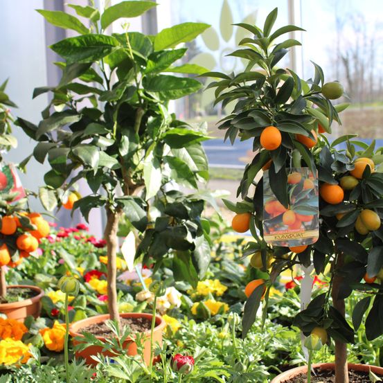 A potted orange tree with orange fruits among various other potted plants. The tree has green leaves and an orange fruit tag. The background is blurry with a few trees.