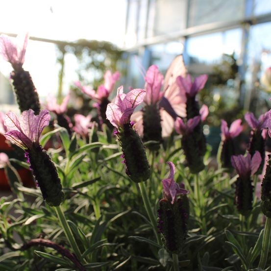 A close-up view of lavender flowers growing in a greenhouse, illuminated by sunlight, with a blurred background.