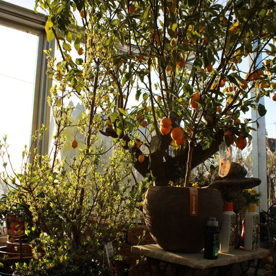 A large potted lemon tree with ripe fruit stands in a greenhouse, surrounded by other plants and bottles.
