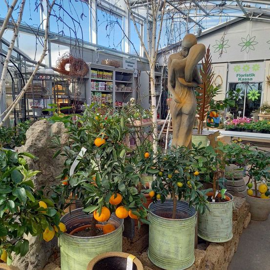 Bild enthält, Plant, Potted Plant, Garden, Nature, Adult, Male, Man, Person, Gardening, Citrus Fruit