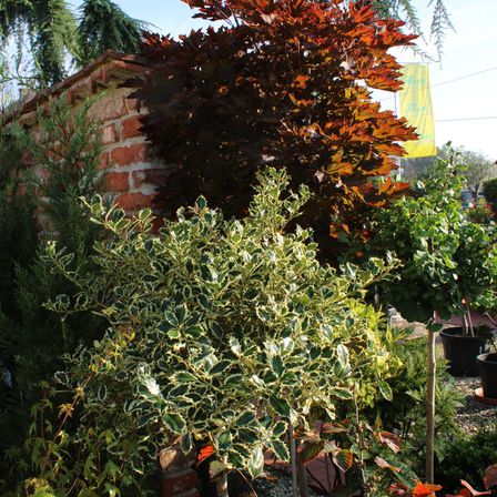 Bild enthält, Leaf, Plant, Tree, Garden, Nature, Outdoors, Potted Plant, Vegetation, Brick, Fir