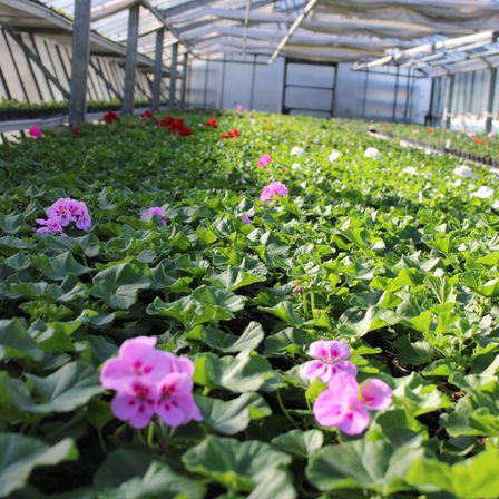 Bild enthält, Flower, Garden, Geranium, Nature, Outdoors, Gardening, Petal, Greenhouse, Leaf