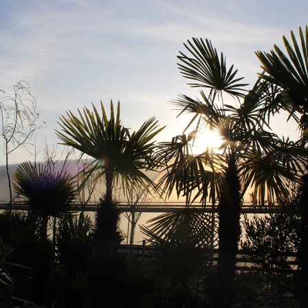 Bild enthält, Summer, Flare, Sunlight, Palm Tree, Tree, Nature, Outdoors, Sky, Garden, Vegetation