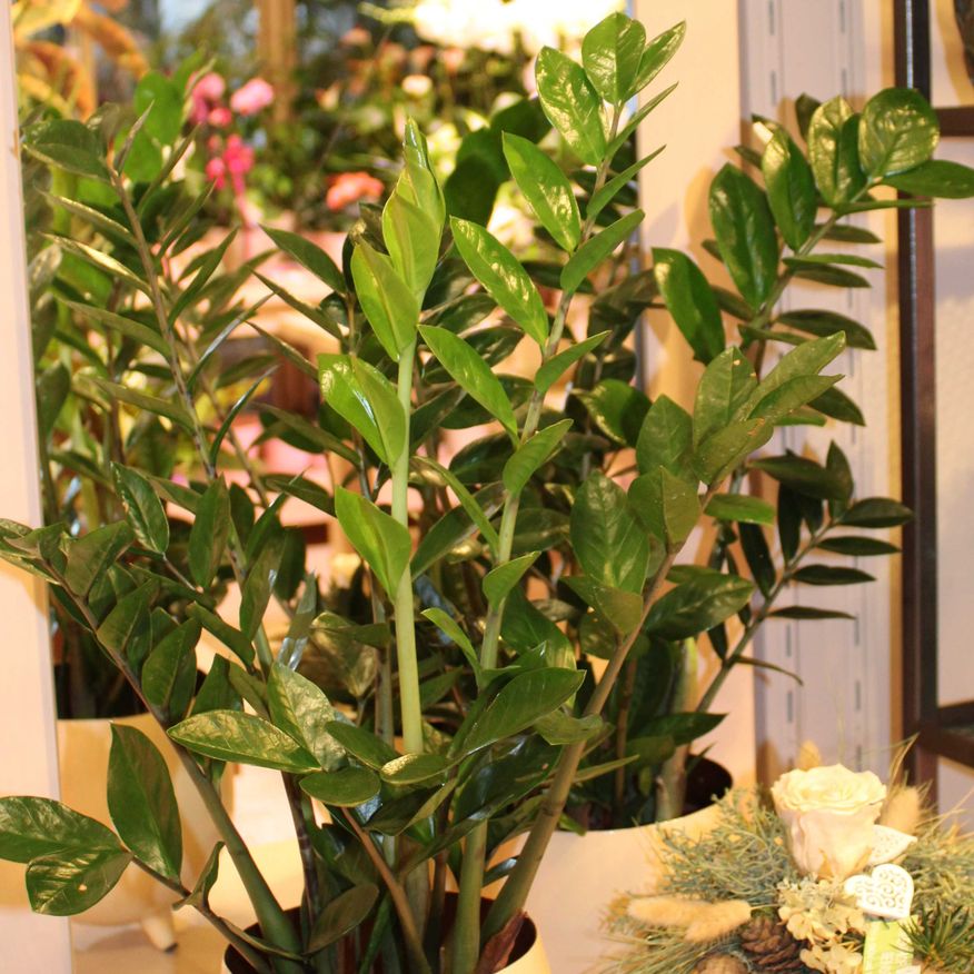 Bild enthält, Flower, Flower Arrangement, Plant, Potted Plant, Flower Bouquet, Leaf, Ikebana, Rose