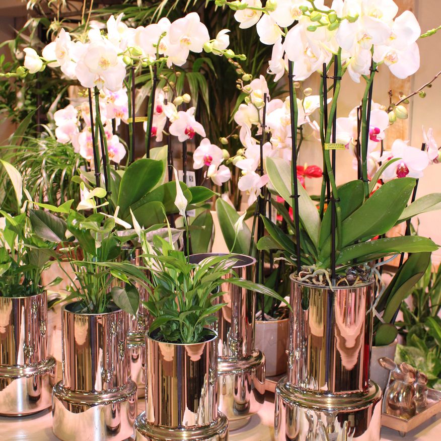 Bild enthält, Flower, Flower Arrangement, Plant, Flower Bouquet, Potted Plant, Pottery, Petal, Ikebana