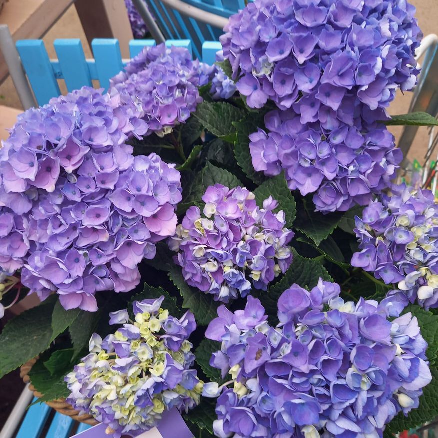 Bild enthält, Flower, Geranium, Purple, Petal, Flower Arrangement, Flower Bouquet, Potted Plant, Dahlia