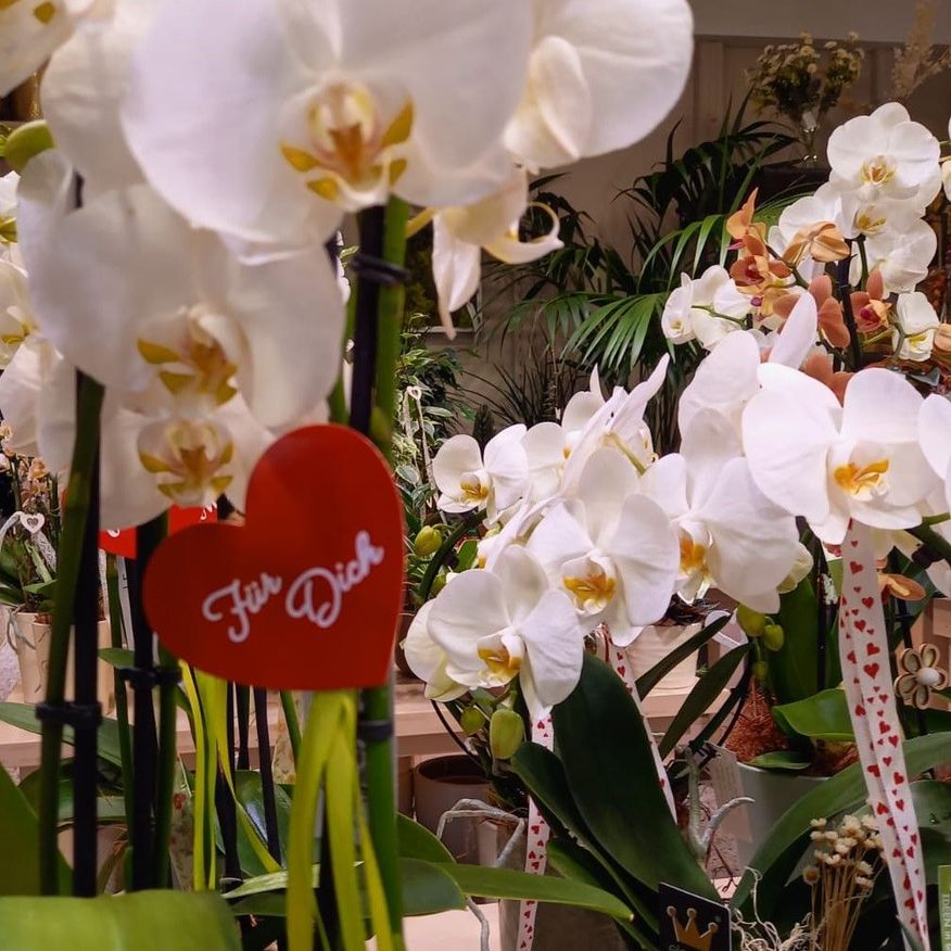 Bild enthält, Flower, Plant, Flower Arrangement, Orchid, Symbol, Petal