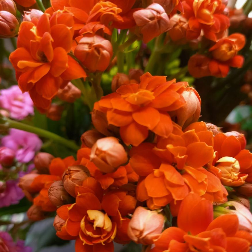 Bild enthält, Flower, Flower Arrangement, Plant, Flower Bouquet, Geranium, Petal, Rose, Dahlia