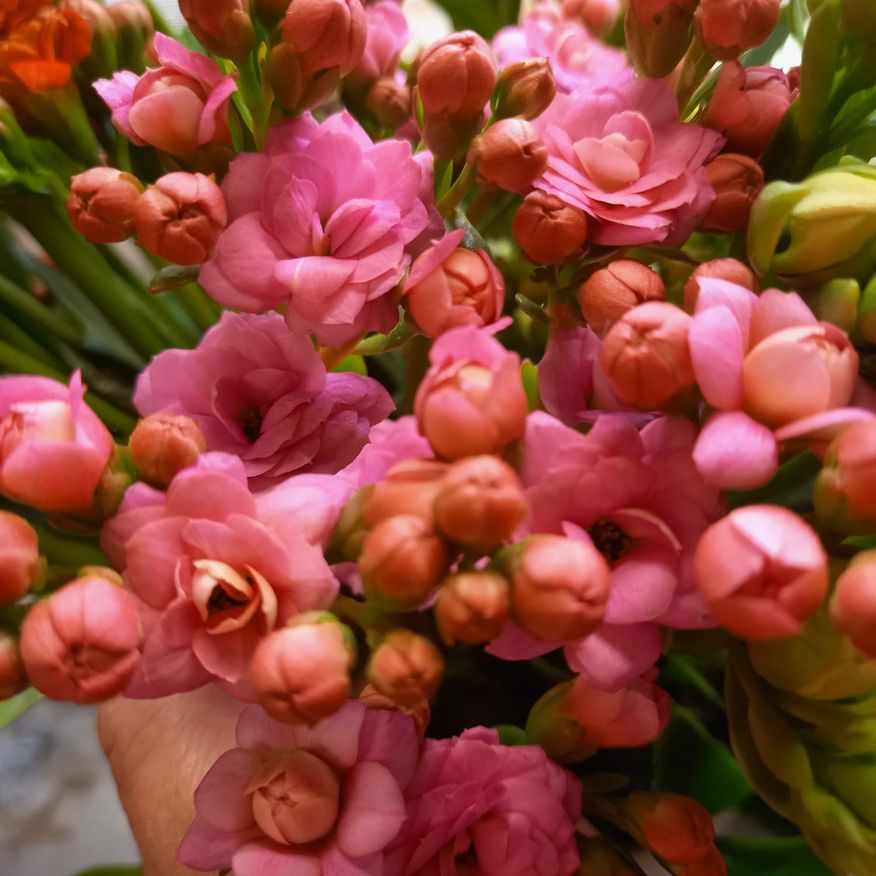 Bild enthält, Flower, Flower Arrangement, Flower Bouquet, Plant, Geranium, Rose, Petal