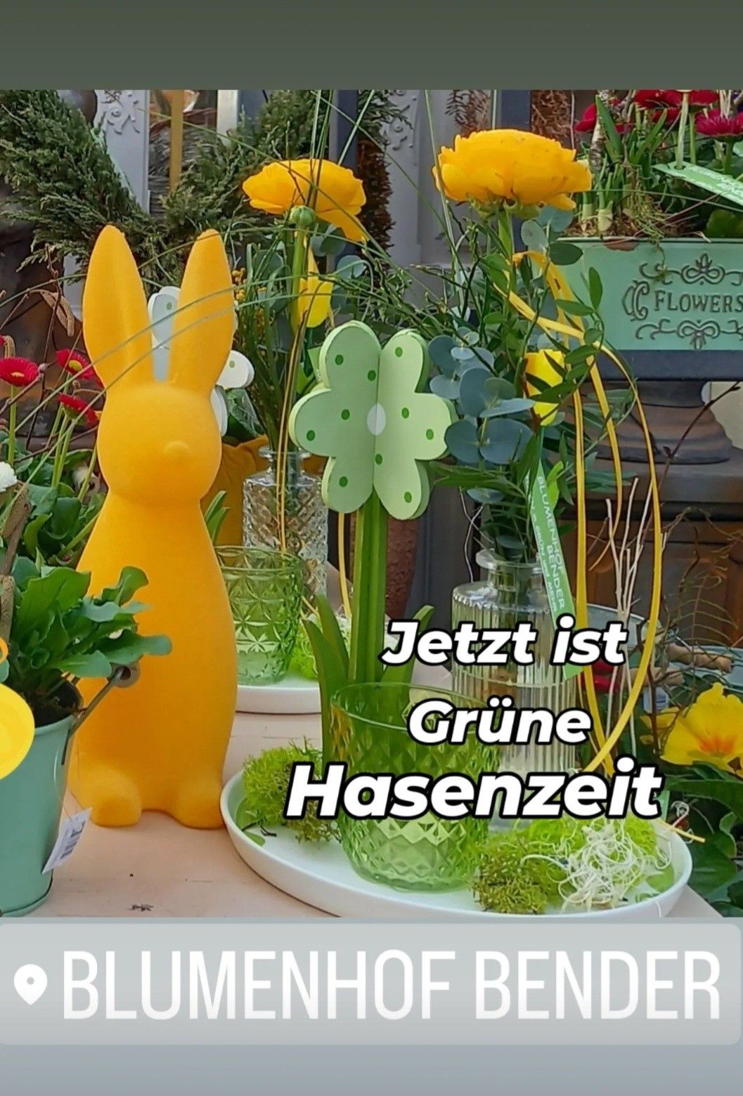 Bild enthält, Potted Plant, Jar, Planter, Vase, Garden, Nature, Outdoors, Gardening, Flower, Interior Design