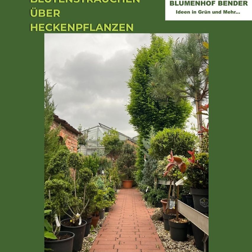 Das Bild zeigt einen Weg in einem Garten mit verschiedenen Topfpflanzen und Bäumen auf beiden Seiten. Im Hintergrund ist ein Gewächshaus zu sehen. Der Garten ist vor einem grünen Hintergrund.