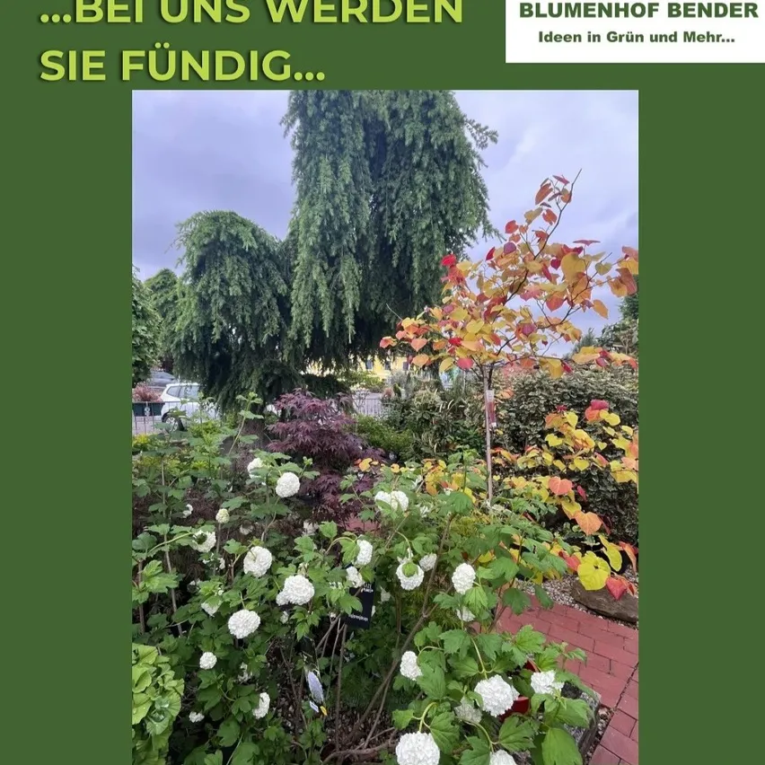 Ein Bild eines farbenfrohen Gartens mit verschiedenen Pflanzen, darunter weiße Blumen, Bäume mit gelben und roten Blättern und ein kleiner Baum mit roten Blättern. Der Garten hat einen grünen Hintergrund mit einem Wasserzeichen in der oberen rechten Ecke.