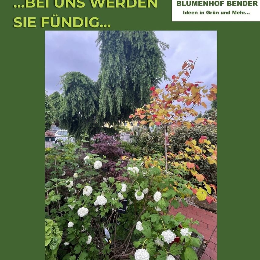 Ein Bild eines farbenfrohen Gartens mit verschiedenen Pflanzen, darunter weiße Blumen, Bäume mit gelben und roten Blättern und ein kleiner Baum mit roten Blättern. Der Garten hat einen grünen Hintergrund mit einem Wasserzeichen in der oberen rechten Ecke.